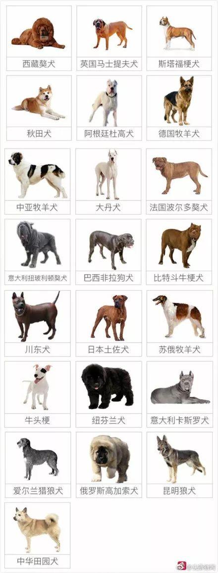 Fine 1,000RMB For Dog Walking Without A Muzzle!