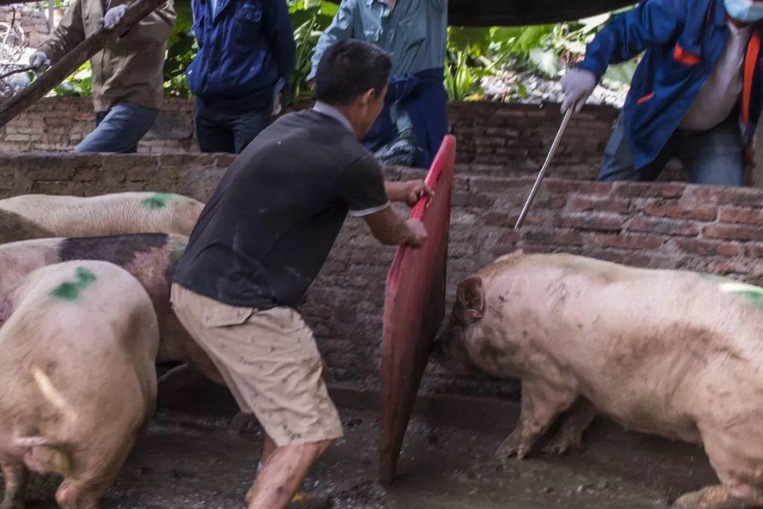 Alert! New Swine Fever Case Detected in Guangzhou!