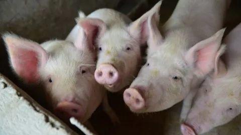 Alert! New Swine Fever Case Detected in Guangzhou!