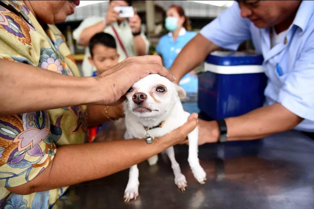 Attention: Foreigners with Dogs over There!