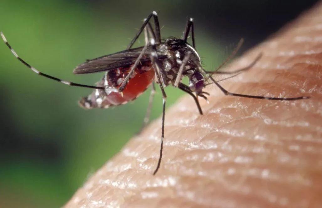 Dengue Fever Warning Issued by Health Commission of GD!