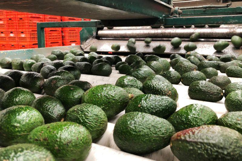 The Horrifying Truth About Avocados!