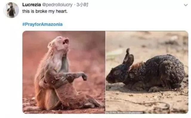 Heartbreak! Amazonia Burning for 3 Weeks Caused Global Concern! Heartbreak! Amazonia Burning for 3 Weeks Caused Global Concern!