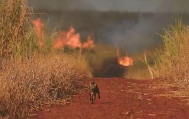 Heartbreak! Amazonia Burning for 3 Weeks Caused Global Concern! Heartbreak! Amazonia Burning for 3 Weeks Caused Global Concern!